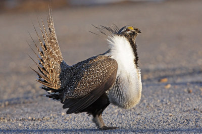 Greater Sage-Grouse 13