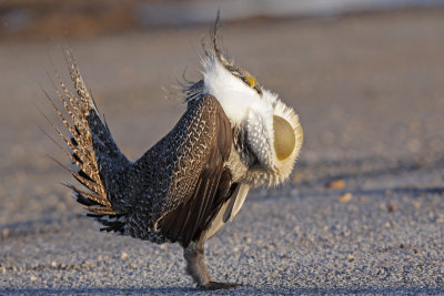 Greater Sage-Grouse 11