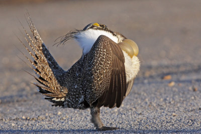 Greater Sage-Grouse 10