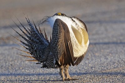 Greater Sage-Grouse 9