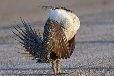 Greater Sage-Grouse 8