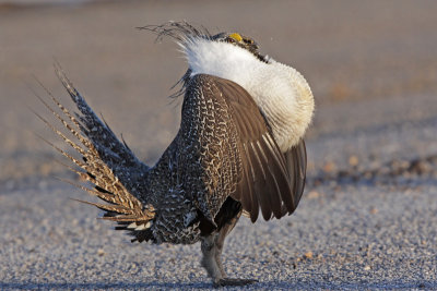 Greater Sage-Grouse 7