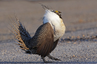 Greater Sage-Grouse 6