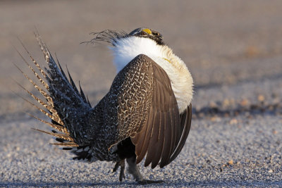 Greater Sage-Grouse 5