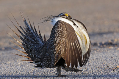 Greater Sage-Grouse 3