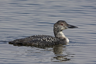 Common Loon