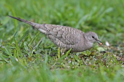 Inca Dove