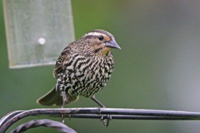 Red-winged Blackbird