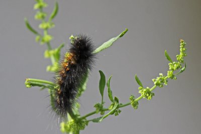 Caterpillar of the Salt Marsh Moth 