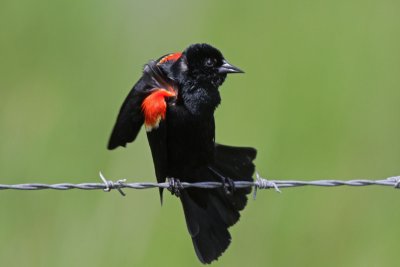 Red-winged Blackbird