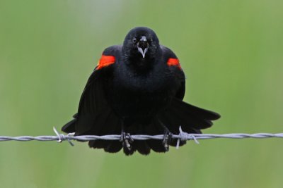 Red-winged Blackbird