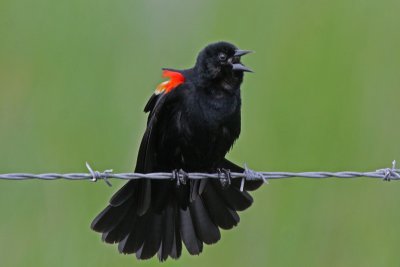 Red-winged Blackbird