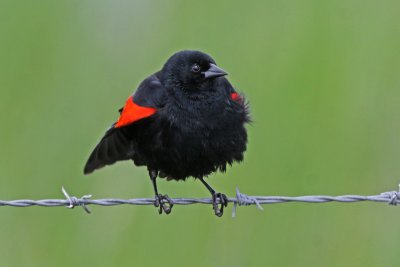 Red-winged Blackbird