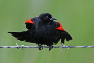 Red-winged Blackbird