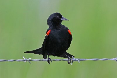 Red-winged Blackbird