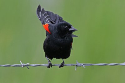 Red-winged Blackbird