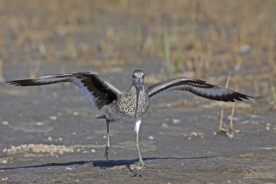 Willet