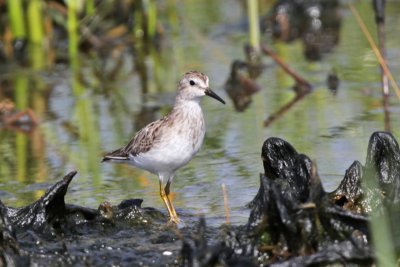 Least Sandpiper