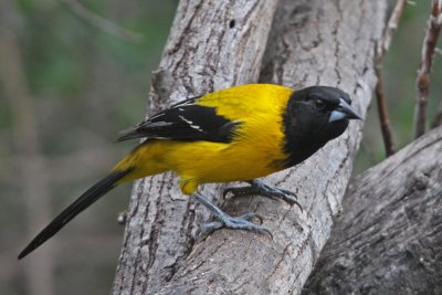 Audubon's Oriole