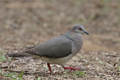 White-tipped Dove