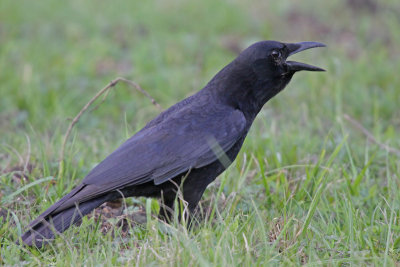 American Crow