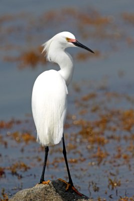 Snowy Egret