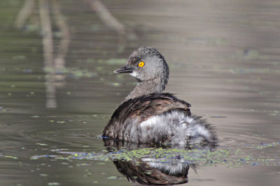 Least Grebe