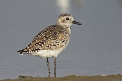 Black-bellied Plover