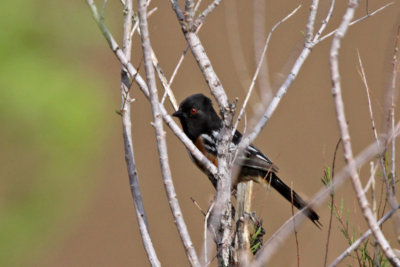 Spotted Towhee