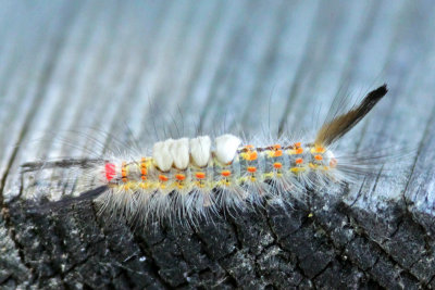 Caterpillar of the White-Marked Tussock Moth