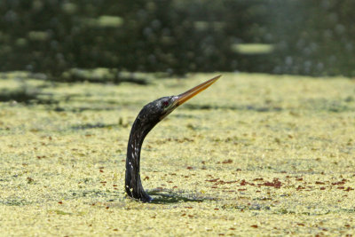 Anhinga