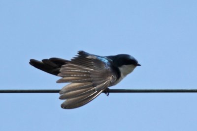 Tree Swallow