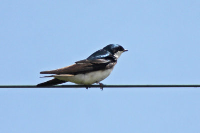 Tree Swallow