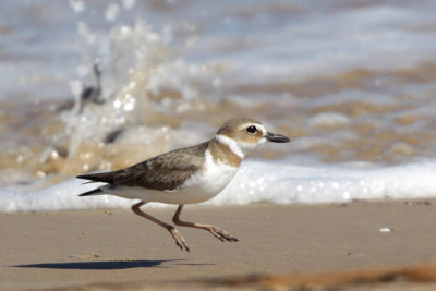 Wilson's Plover