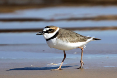 Wilson's Plover