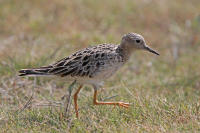 Buff-breasted Sandpiper