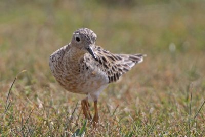 Buff-breasted Sandpiper