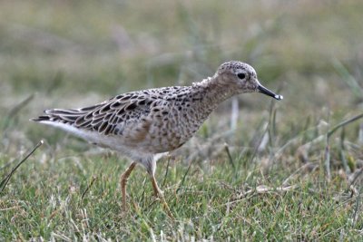 Buff-breasted Sandpiper