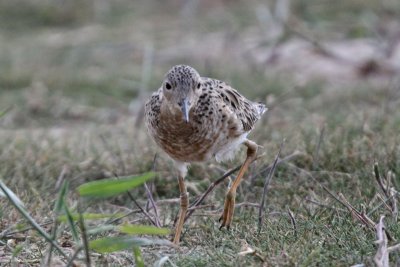 Buff-breasted Sandpiper