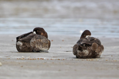 Scaup