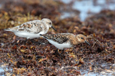 Sanderlings