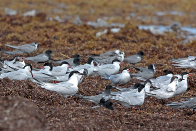 Assorted Terns
