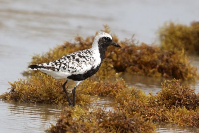 Black-bellied Plover