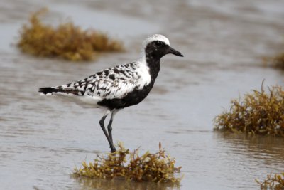 Black-bellied Plover