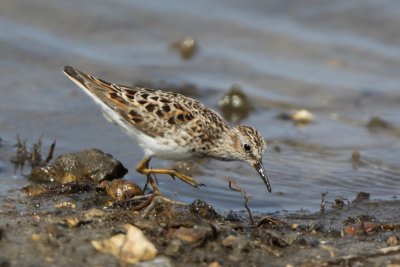 Least Sandpiper