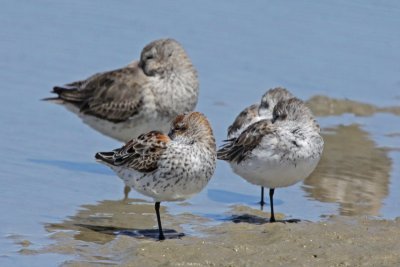 Western Sandpipers with Dunlin