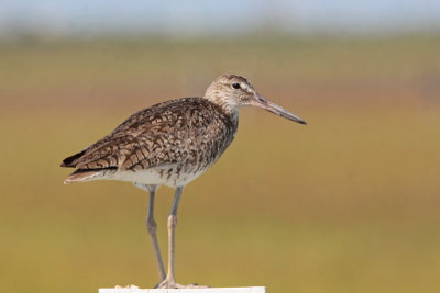 Willet