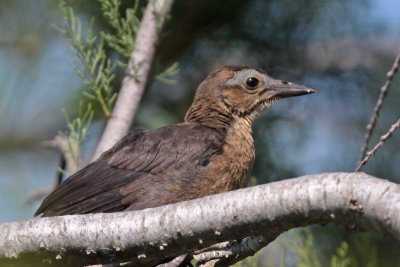 Young Great-tailed Grackle