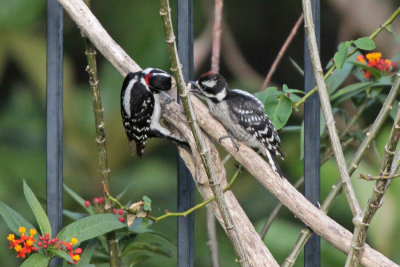 Downy Woodpecker feeding chick