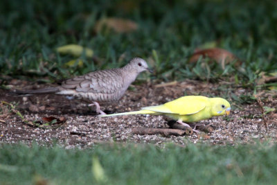 Backyard visitor with Inca Dove.   ID?